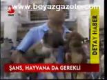 Şans Hayvana Da Gerekli