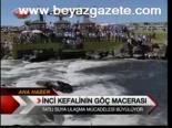 İnci Kefalinin Göç Macerası