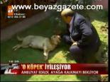 O Köpek İyileşiyor