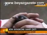 Kör Güvercine Sahip Çıktı