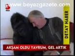 Akşam Oldu Yavrum, Gel Artık