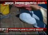 Köpekbalıklarını Elleriyle Besledi