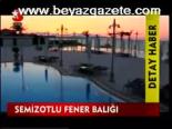 Semizotlu Fener Balığı