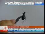 Böceklerimize Göz Diktiler