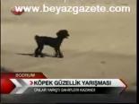 Köpek Güzellik Yarışması