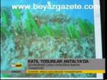 Katil Yosunlar Antalya'da