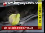 Bir Minicik Pisicik Varmış