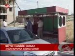 Böyle Canilik Olmaz