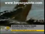 İstanbul'da Timsah Paniği