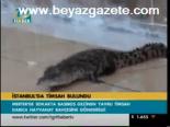 İstanbul'da Timsah Bulundu