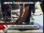 Anne Köpekten Fedekarlık Dersi