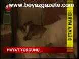 Hayat Yorgunu ...