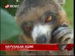 Hayvanlar Alemi