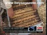 Binlerce Arı Neden Öldü?