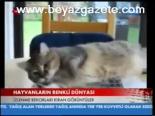 Hayvanların Renkli Dünyası