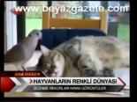 Hayvanların Renkli Dünyası