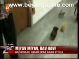 Miyav Miyav, Hav Hav!