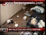 Bir Valiz Dolusu Evcil Hayvan!