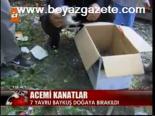 Acemi Kanatları