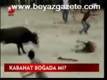 Kabahat Boğada Mı?