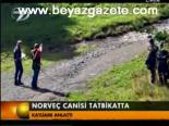 Norveç Canisi Tatbikatta