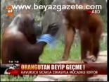 Orangutan Deyip Geçme!