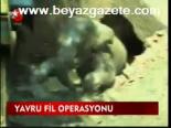Yavru Fil Operasyonu