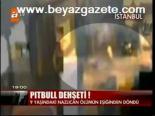 Pitbull Dehşeti!