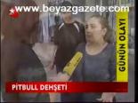 Pitbull Dehşeti