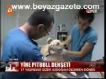 Yine Pitbull Dehşeti!