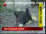 Hayvanlar Alemi