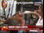 Dokuz Canlı Köpek
