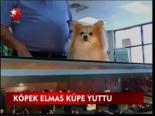 Köpek Elmas Küpe Yuttu