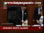 Ankara Kedisi Alarmı
