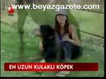 En Uzun Kulaklı Köpek