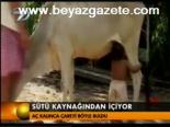 Sütü Kaynağından İçiyor
