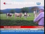 İneklere Caz Konseri