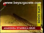 Anakonda İstanbul'a Geldi