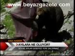 Ayılara Ne Oluyor