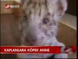 Kaplanlara Köpek Anne