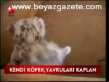 Kendi Köpek, Yavruları Kaplan