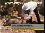 Katil Ayı Bulunamadı