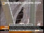 İsyan Hayvanları Da Vurdu