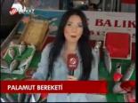 Palamut Bereketi