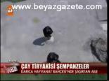Çay Tiryakisi Şempanzeler