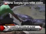 Darıca Hayvanlar Alemi