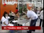 En Tombul Kedi Tiger