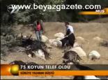 75 Koyun Telef Oldu