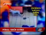 Pitbull Terör Estirdi