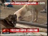 Yüzlerce Köpek Zehirlendi